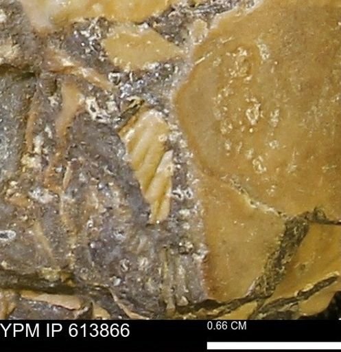 Collignoniceras sp.