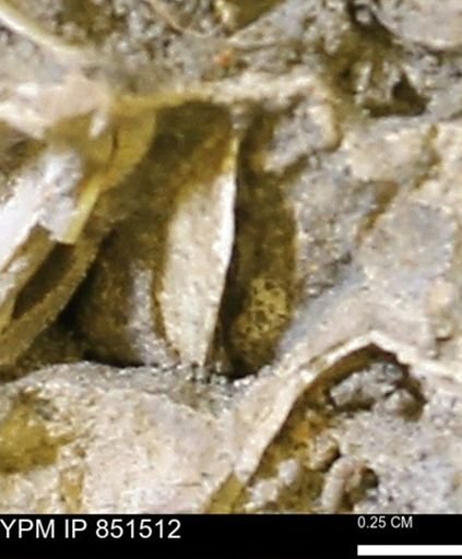 Limopsis striatopunctatus