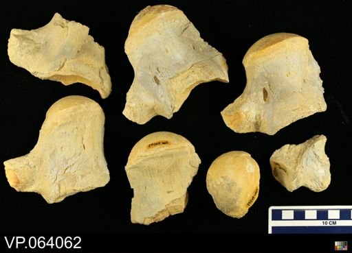 undet. Mosasauridae