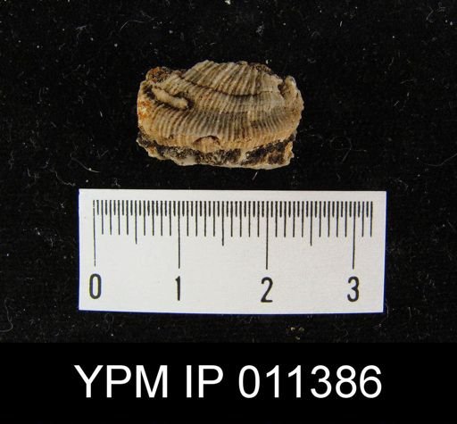 Derbya? crenulata