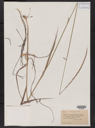 Elymus trachycaulus