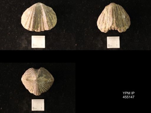 Platystrophia ponderosa