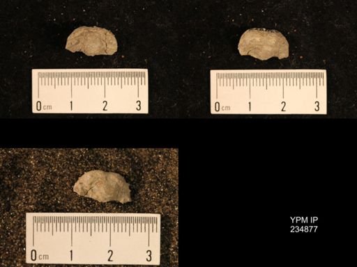 Marginifera fragilis