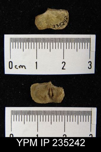 Chonetina rostrata
