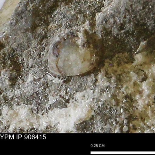 Corbulamella?