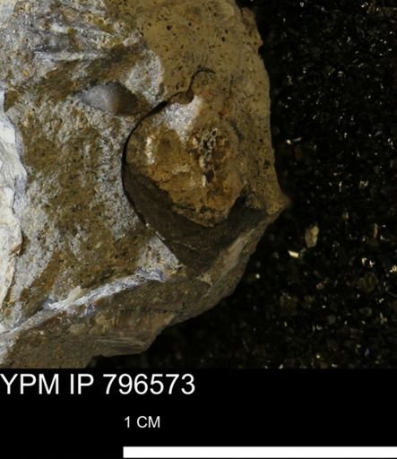 Mollusca