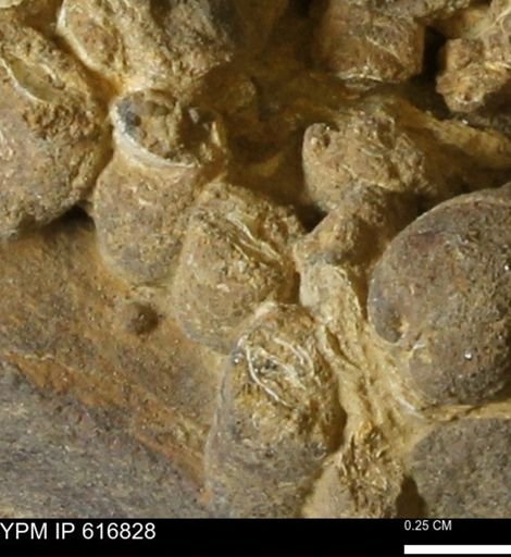Teredo sp.
