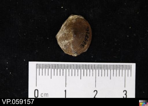 undet. Actinopterygii