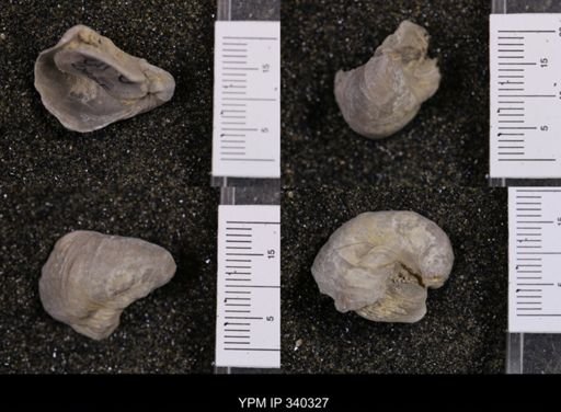 Gryphaea marcoui