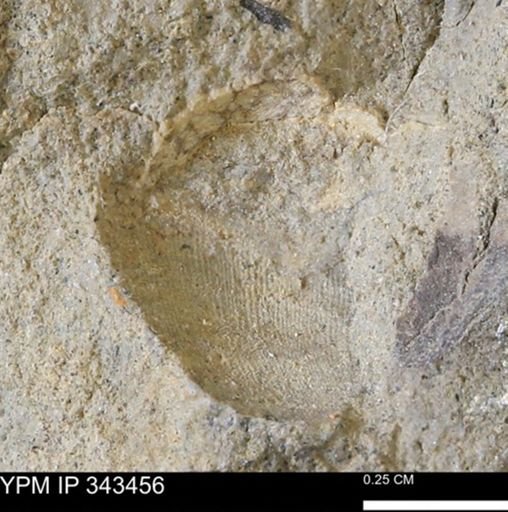 undet. Mollusca