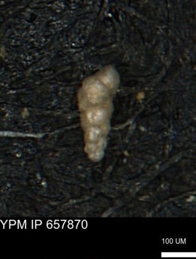 Verneuilinoides kansasensis