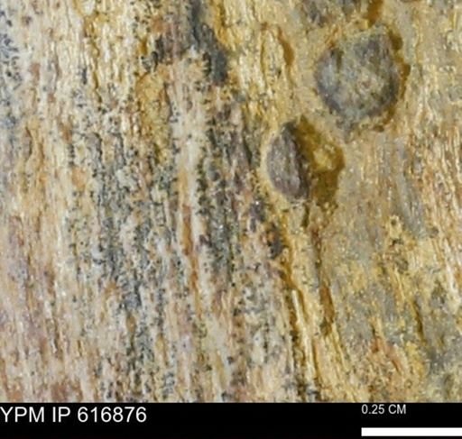 Teredo sp.