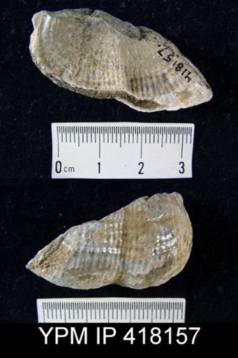 Productus uralicus?