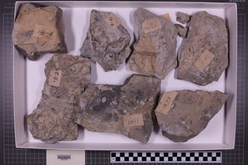mixed taxa, stratigraphic collection