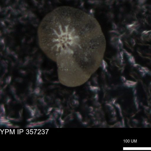 undet. Foraminiferida