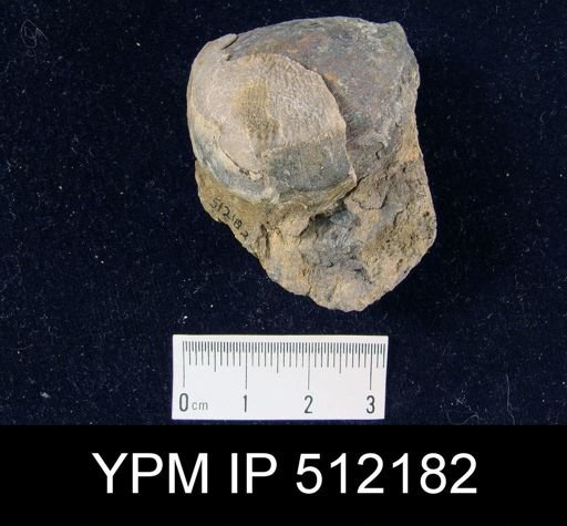 undet. Strophomenida