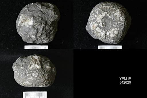 Dolatocrinus sp.