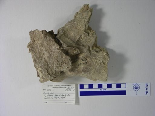 Siluriformes