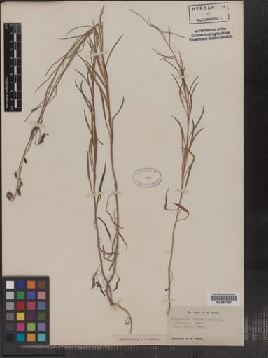 Plantae