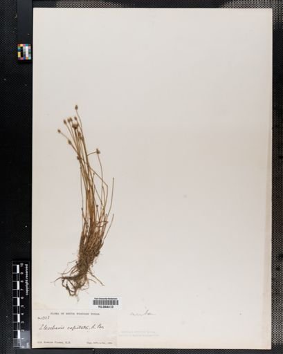 Eleocharis geniculata