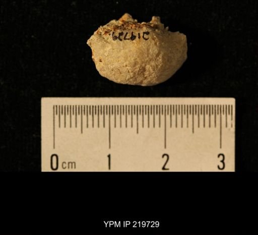 Chonetes granulifer