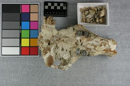 Archaeotherium mortoni