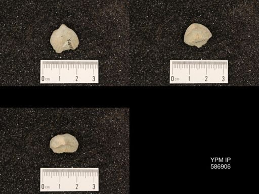 Rhynchotrema capax