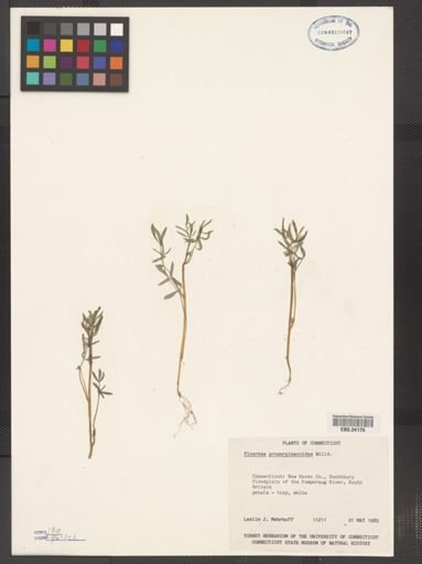 Floerkea proserpinacoides