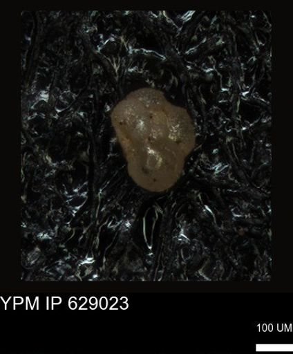 undet. Foraminiferida