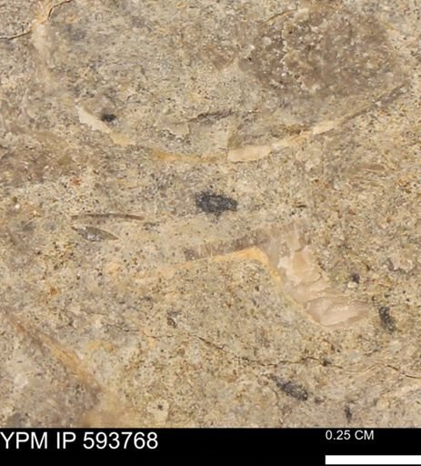 Baculites sp.