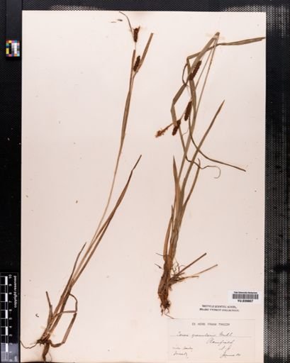 Carex granularis