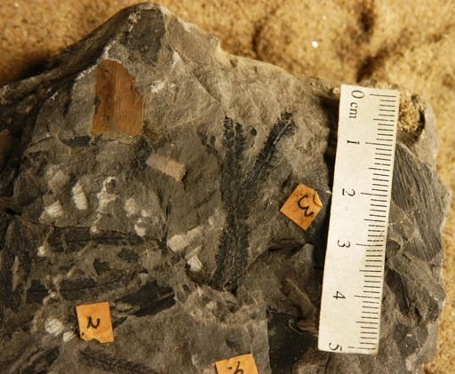 Pecopteris sternbergii