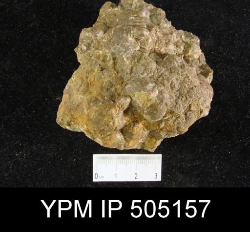 Marginifera splendens