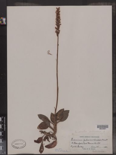 Peramium pubescens