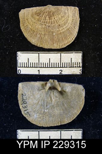 Derbya sp.