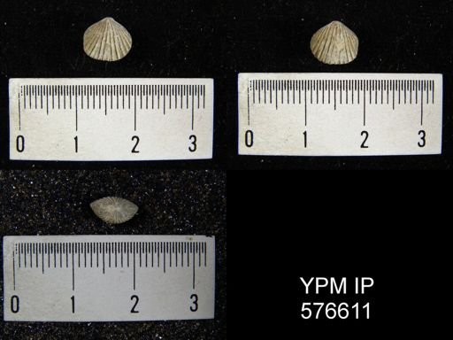 Anastrophia internascens