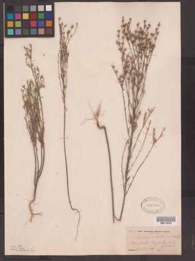 Linum sulcatum