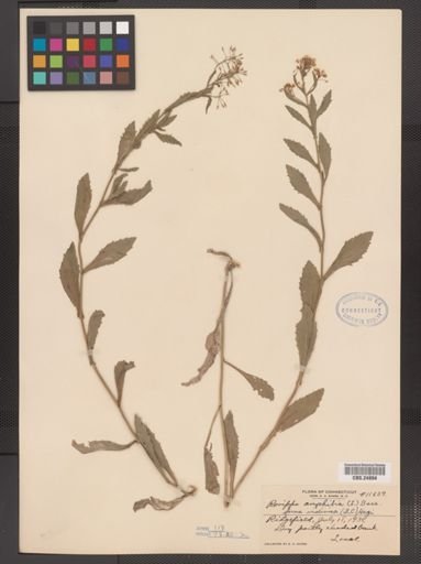 Rorippa amphibia