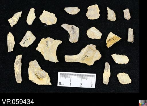 undet. Actinopterygii