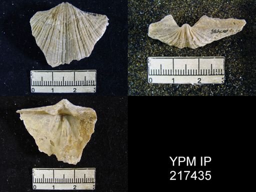 Neospirifer cameratus
