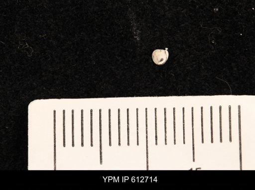 Protocardia sp.