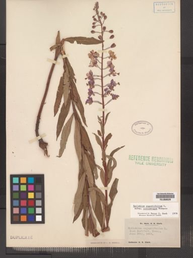 Epilobium angustifolium cricumvagum