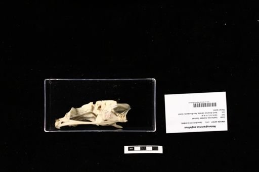 Melanogrammus aeglefinus