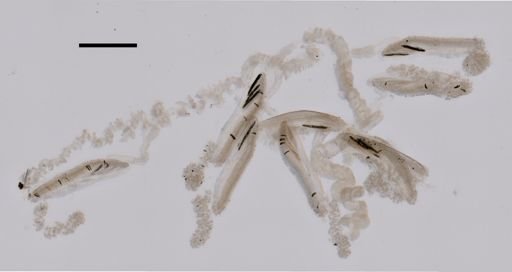 Abylopsis tetragona