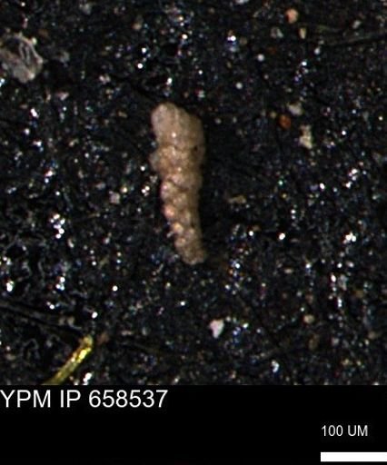 Verneuilinoides kansasensis