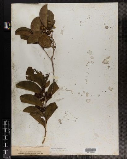 Plantae