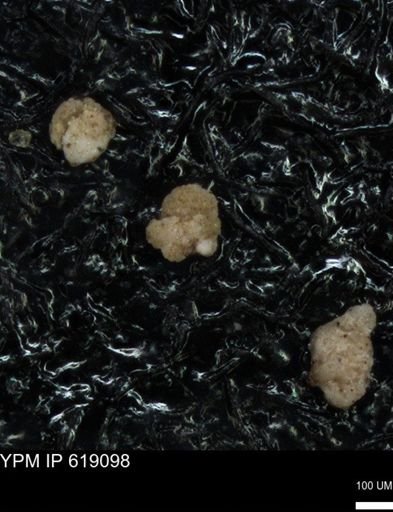 undet. Foraminiferida