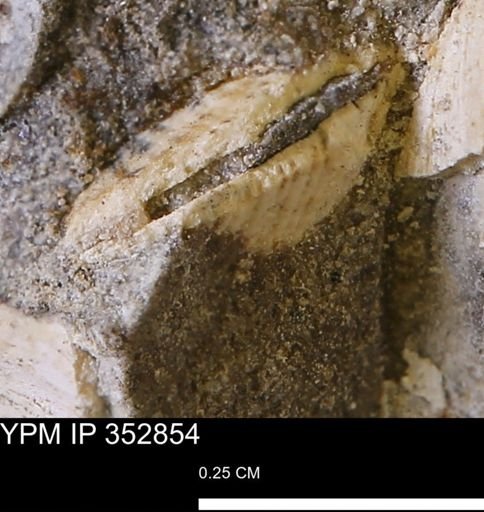 undet. Mollusca