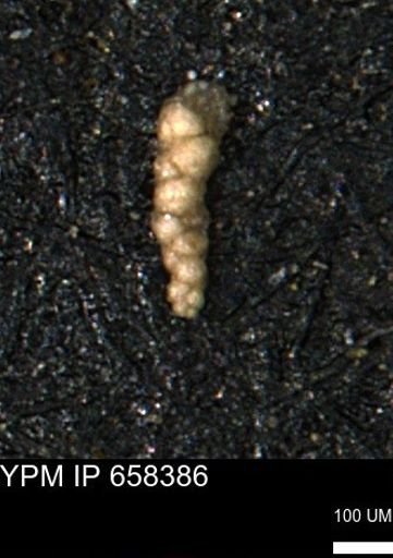 Verneuilinoides kansasensis