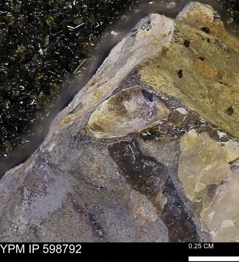 undet. Mollusca